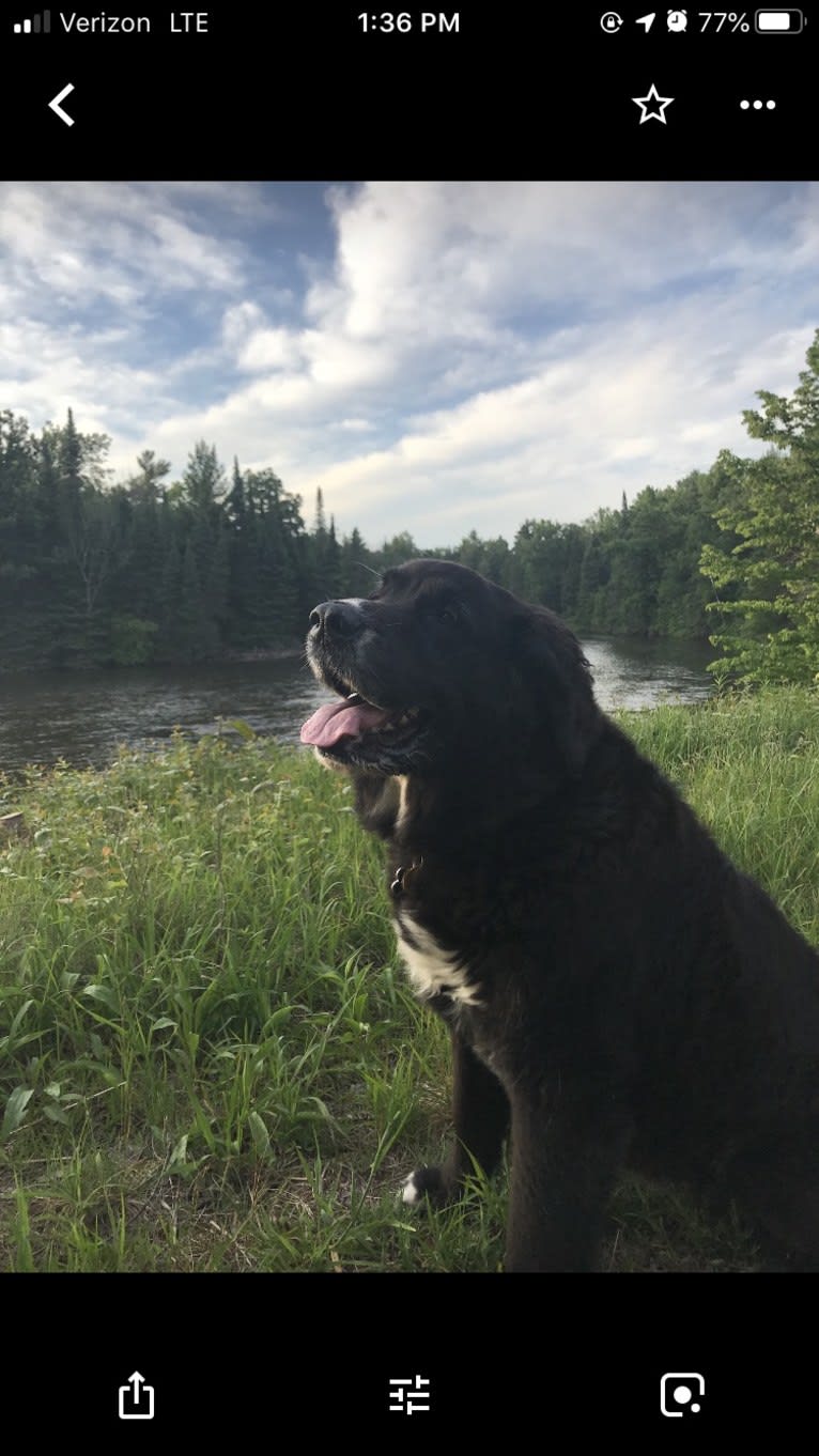 Dali, a Saint Bernard and Golden Retriever mix tested with EmbarkVet.com