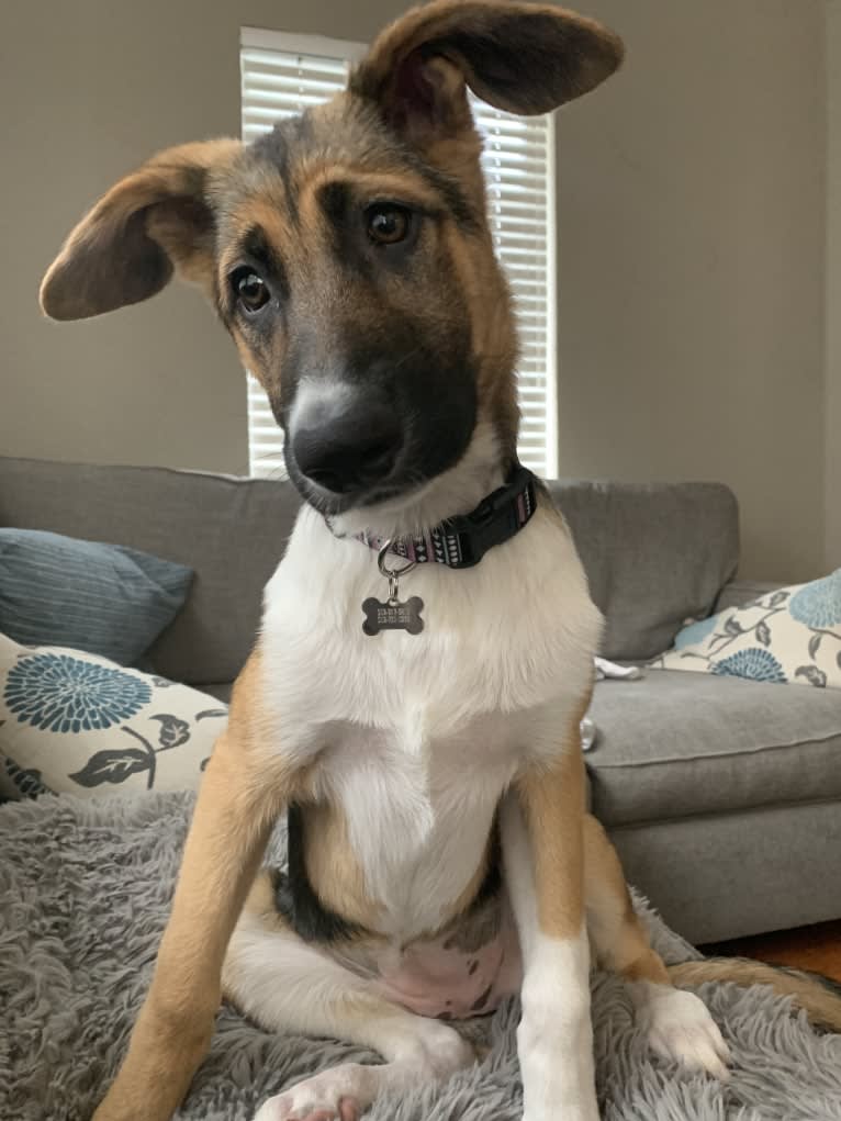 Bindi, a German Shepherd Dog and American Pit Bull Terrier mix tested with EmbarkVet.com