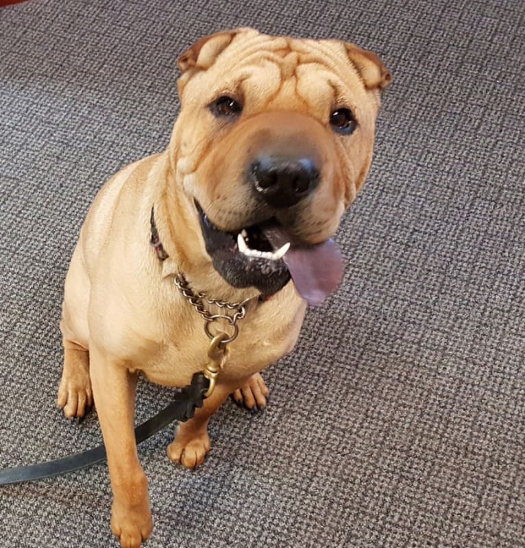 Cooper, a Chinese Shar-Pei tested with EmbarkVet.com