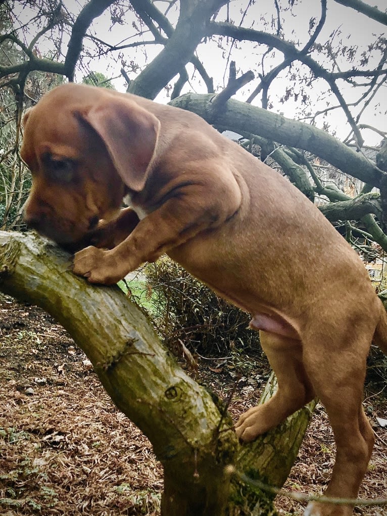 Jasper, an American Bully tested with EmbarkVet.com