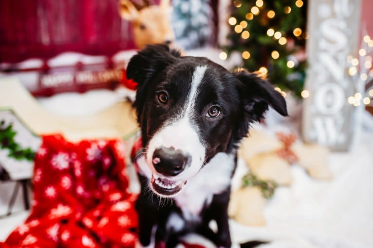 DDF Arlo, a Border Collie tested with EmbarkVet.com