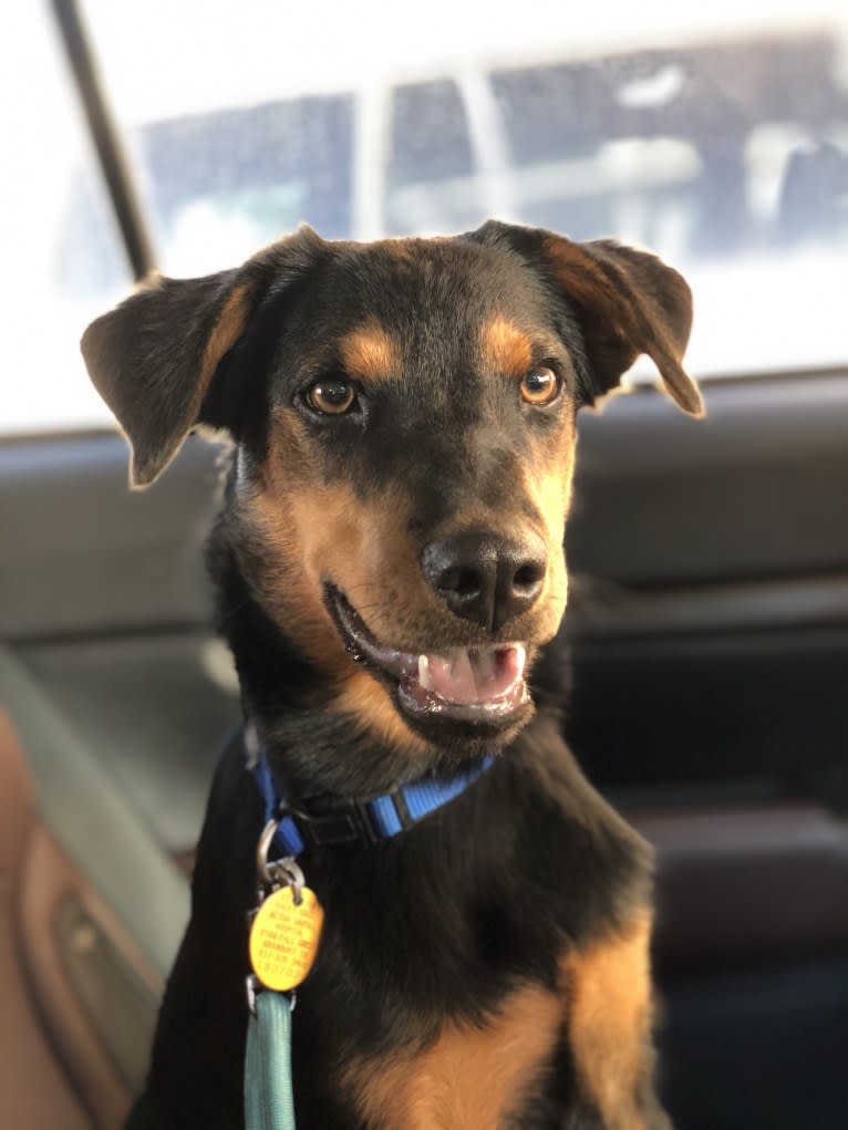 Zeke, an Australian Cattle Dog and Catahoula Leopard Dog mix tested with EmbarkVet.com