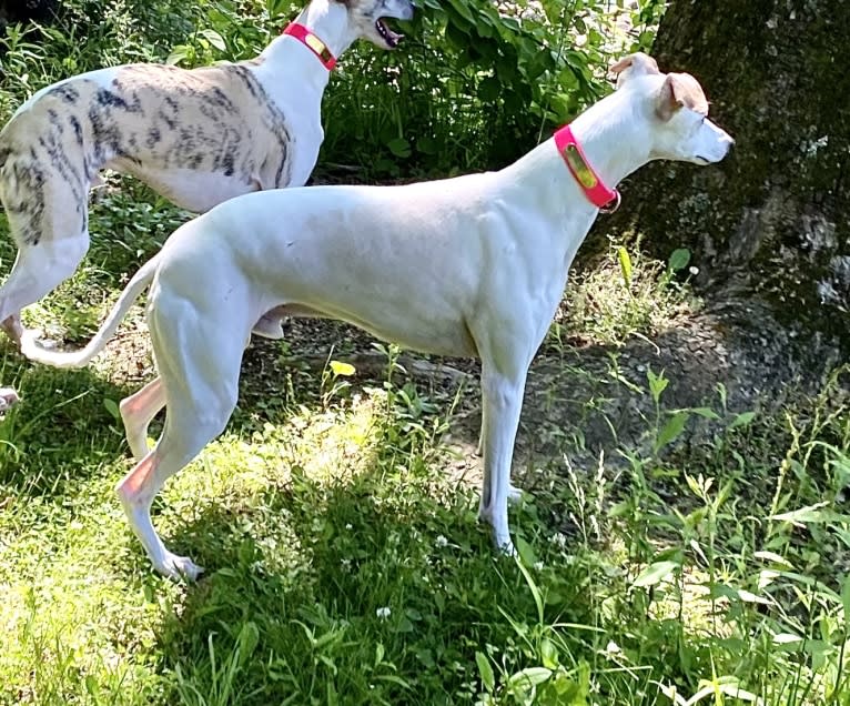 Zoom, a Whippet tested with EmbarkVet.com