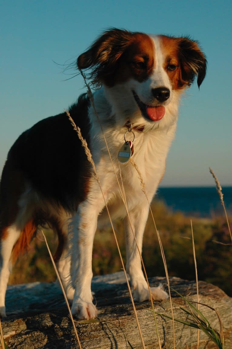 Turbo, an English Setter and Brittany mix tested with EmbarkVet.com