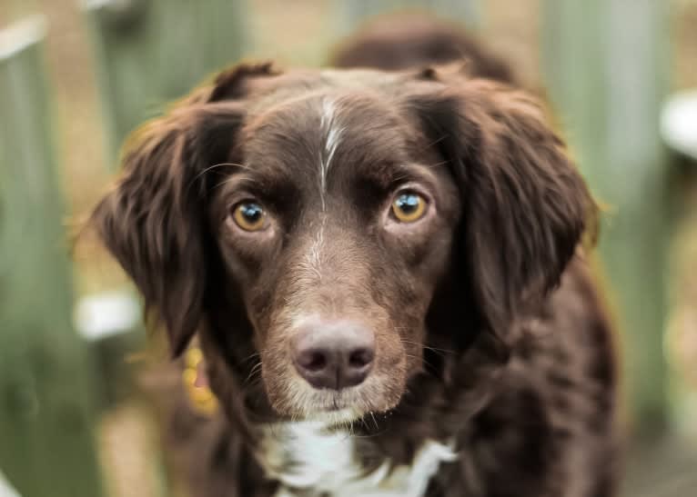 RACH Ruby Blue Mingus CDX BN RM4 RAE2 FDC AX AJX MXF CGC TKP, a Brittany and Border Collie mix tested with EmbarkVet.com