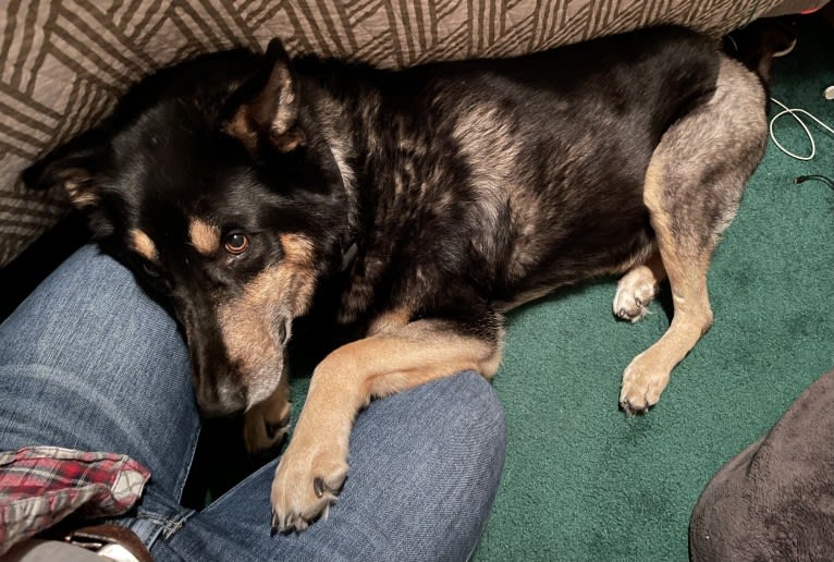 Diesel, a Siberian Husky and Australian Shepherd mix tested with EmbarkVet.com