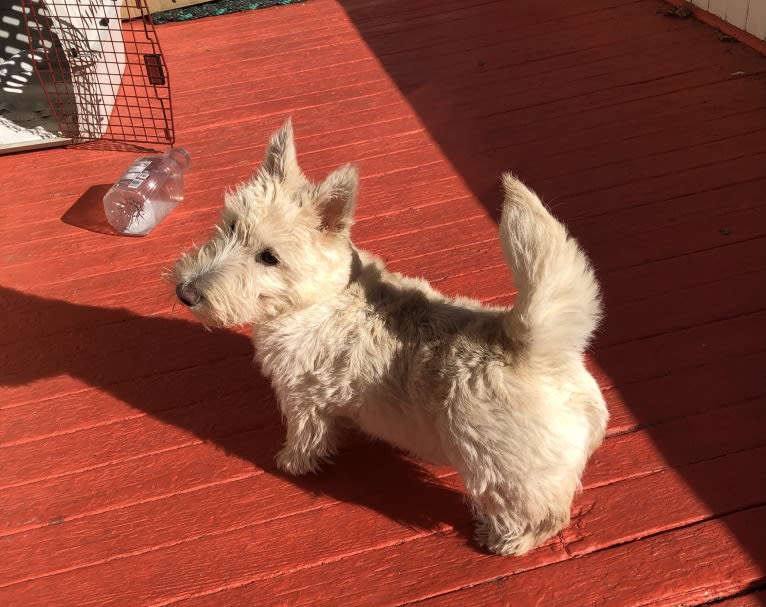 AFTERGLOW’S DREAMSICLE, a Scottish Terrier tested with EmbarkVet.com