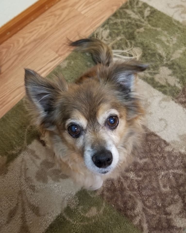 Max, a Chihuahua tested with EmbarkVet.com
