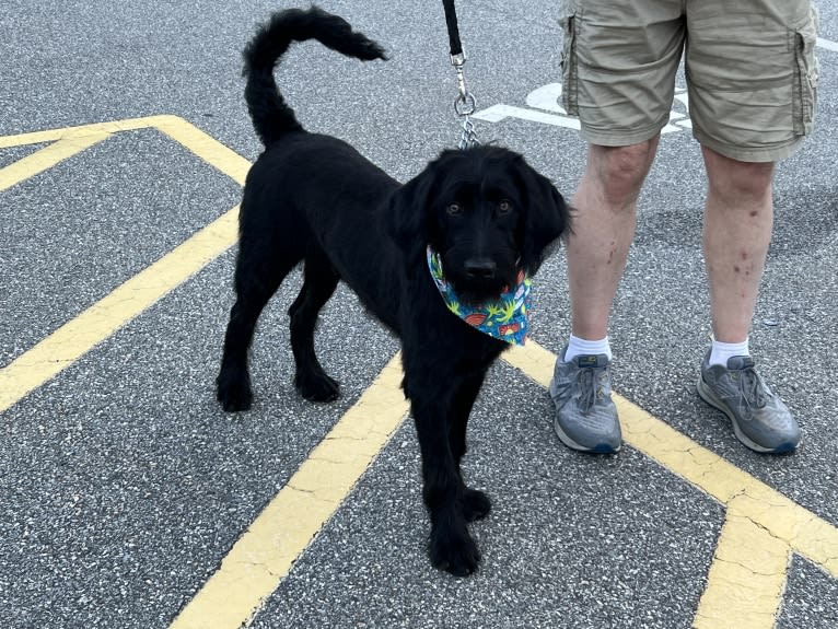 Levi, a Labradoodle tested with EmbarkVet.com