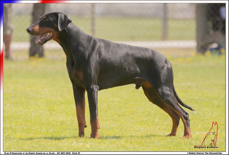 Roreck, a Doberman Pinscher tested with EmbarkVet.com