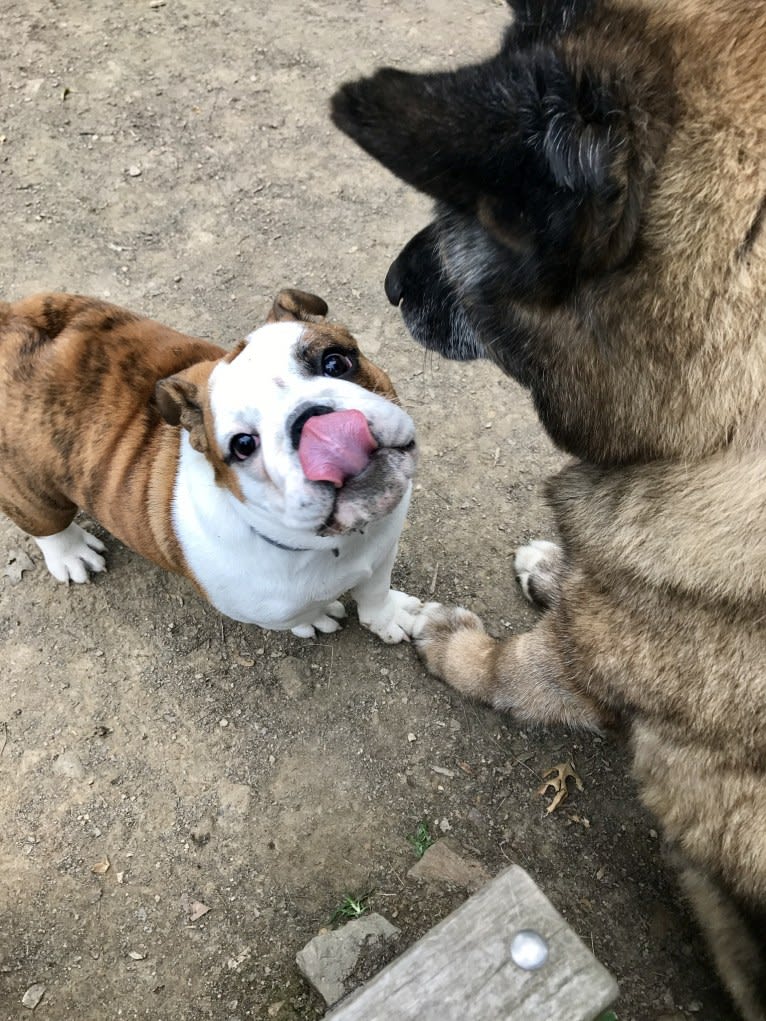 Kiki, an Akita tested with EmbarkVet.com