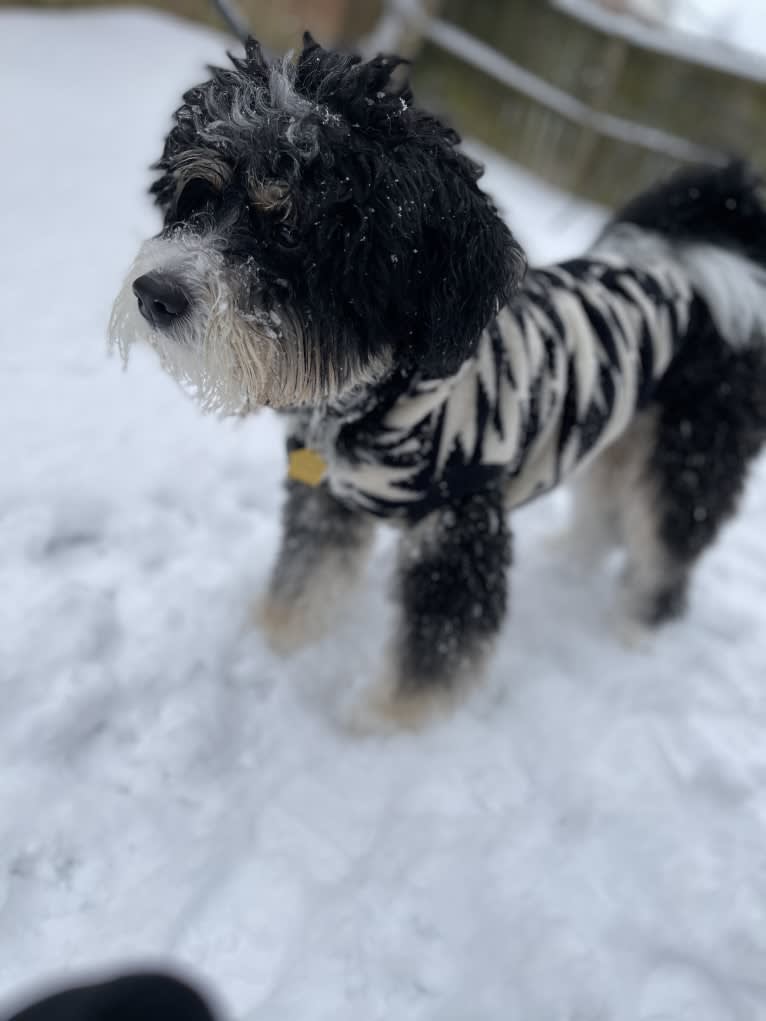 Drake, a Bernese Mountain Dog and Poodle (Small) mix tested with EmbarkVet.com