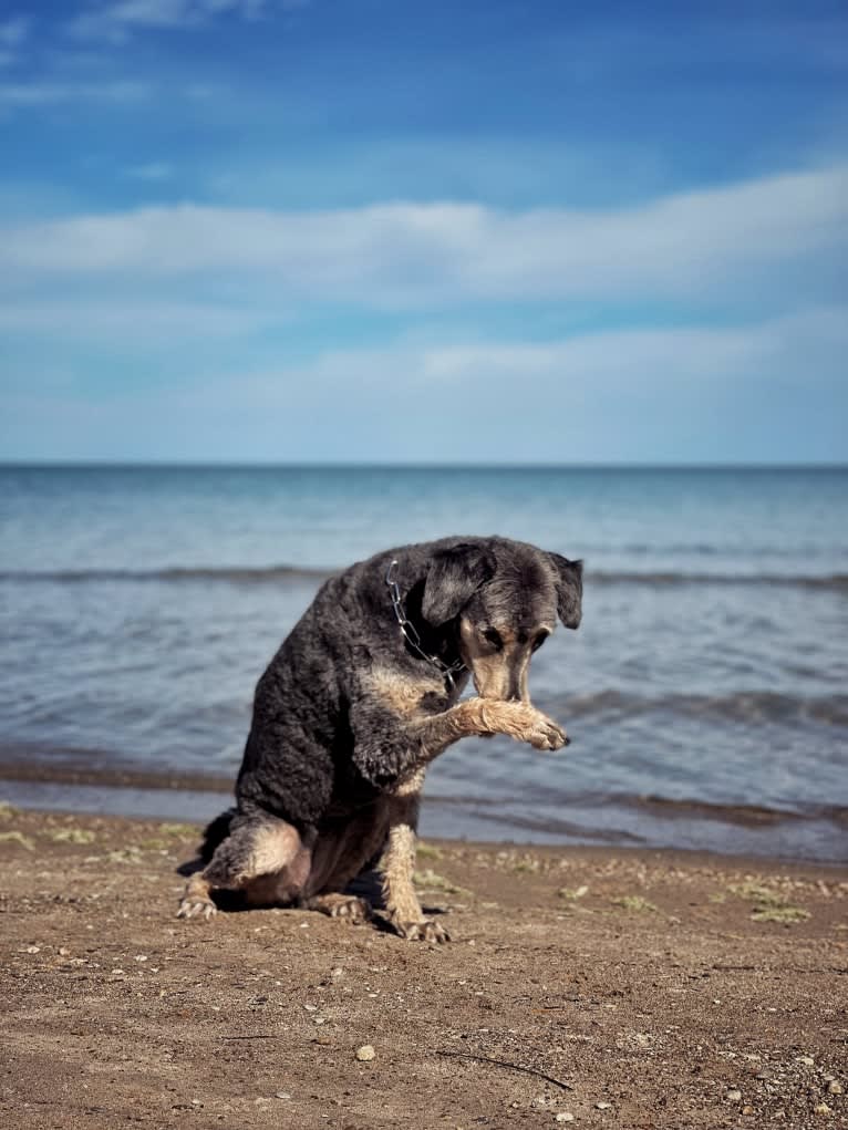 Hayley, an Aussiedoodle tested with EmbarkVet.com