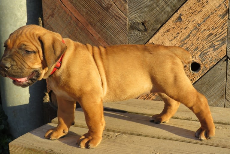 Clover K Asha, a Boerboel tested with EmbarkVet.com