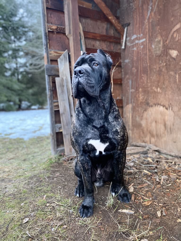 Riggs, a Boerboel and Neapolitan Mastiff mix tested with EmbarkVet.com