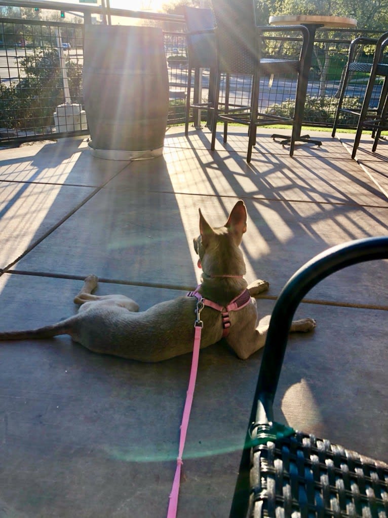 Zoey, an American Pit Bull Terrier and Siberian Husky mix tested with EmbarkVet.com