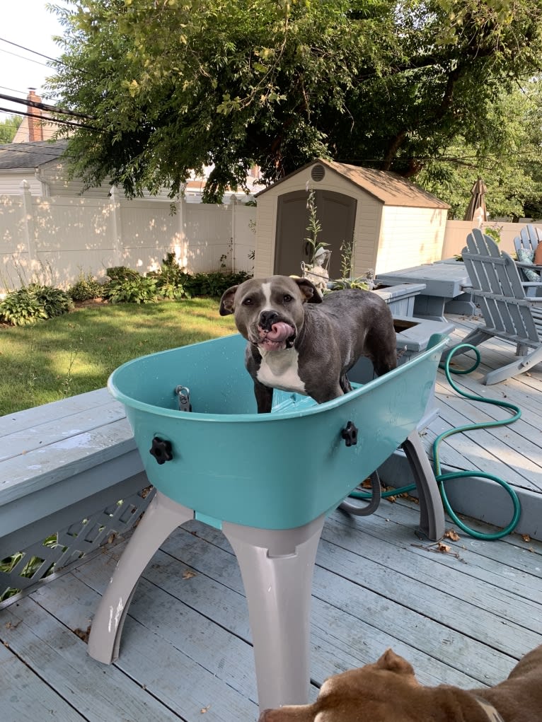 Ariel, an American Bully tested with EmbarkVet.com