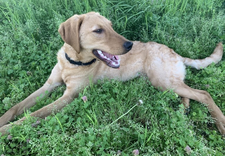 Murphy, a Labradoodle tested with EmbarkVet.com