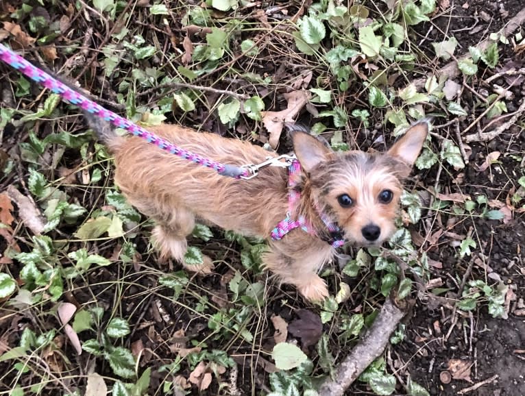 Zora, a Chihuahua and Yorkshire Terrier mix tested with EmbarkVet.com