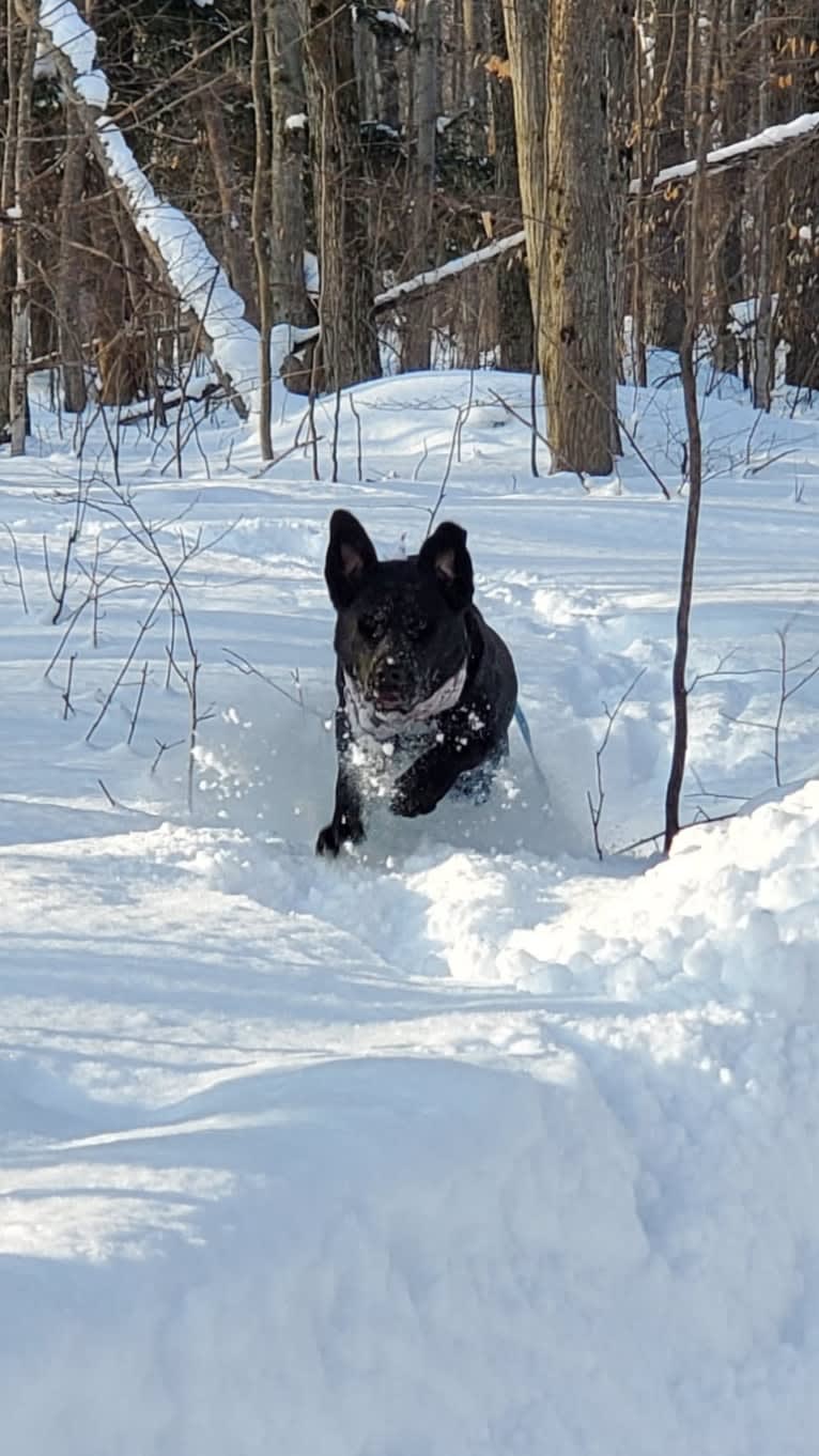 Chowder, a Siberian Husky and Labrador Retriever mix tested with EmbarkVet.com