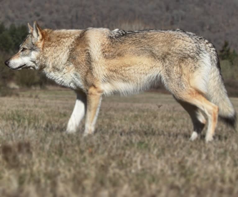 Yuriko, a Czechoslovakian Vlcak tested with EmbarkVet.com