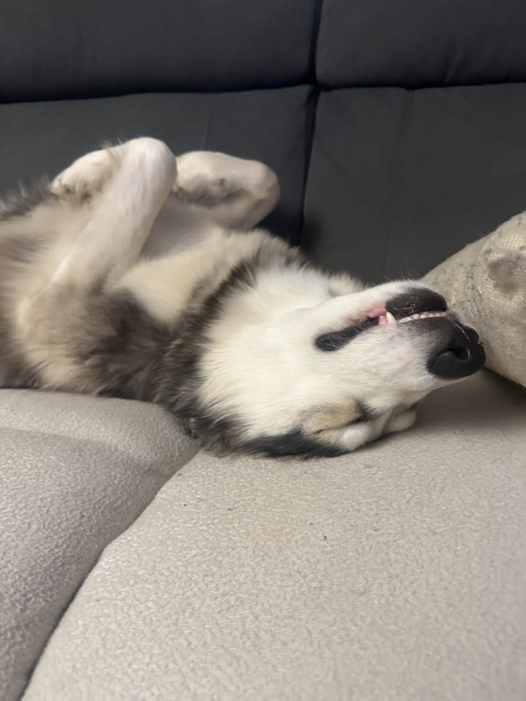 Yamka, a Siberian Husky and Belgian Tervuren mix tested with EmbarkVet.com