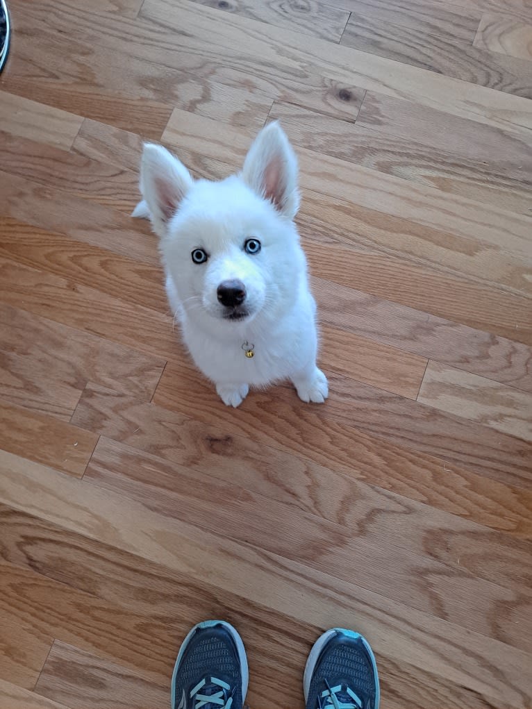 Dakota, a Siberian Husky and Alaskan Malamute mix tested with EmbarkVet.com