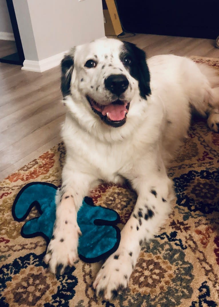 Milo, a Golden Retriever and Great Pyrenees mix tested with EmbarkVet.com