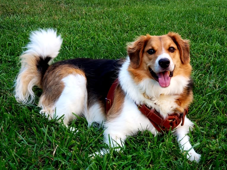 Frankie, a Beagle and Rat Terrier mix tested with EmbarkVet.com