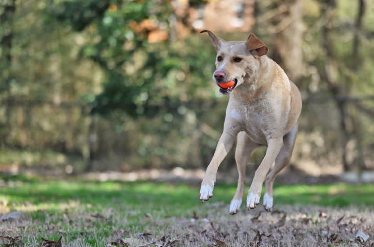 Willow, a Labrador Retriever and Treeing Walker Coonhound mix tested with EmbarkVet.com