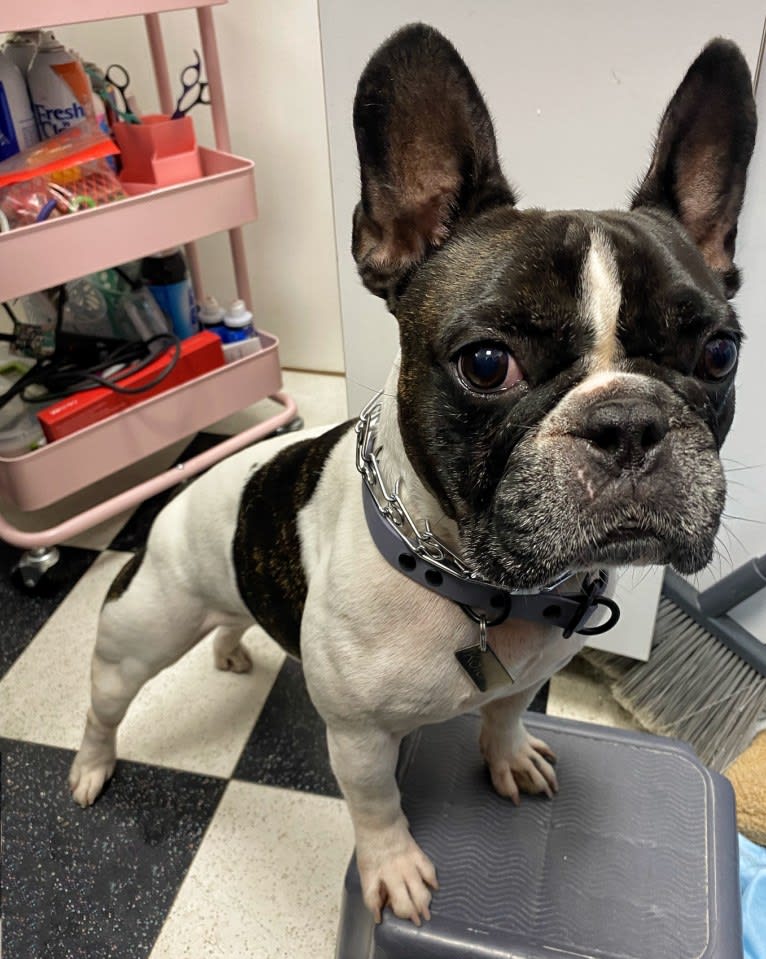 Koichi “Kohh”, a French Bulldog tested with EmbarkVet.com