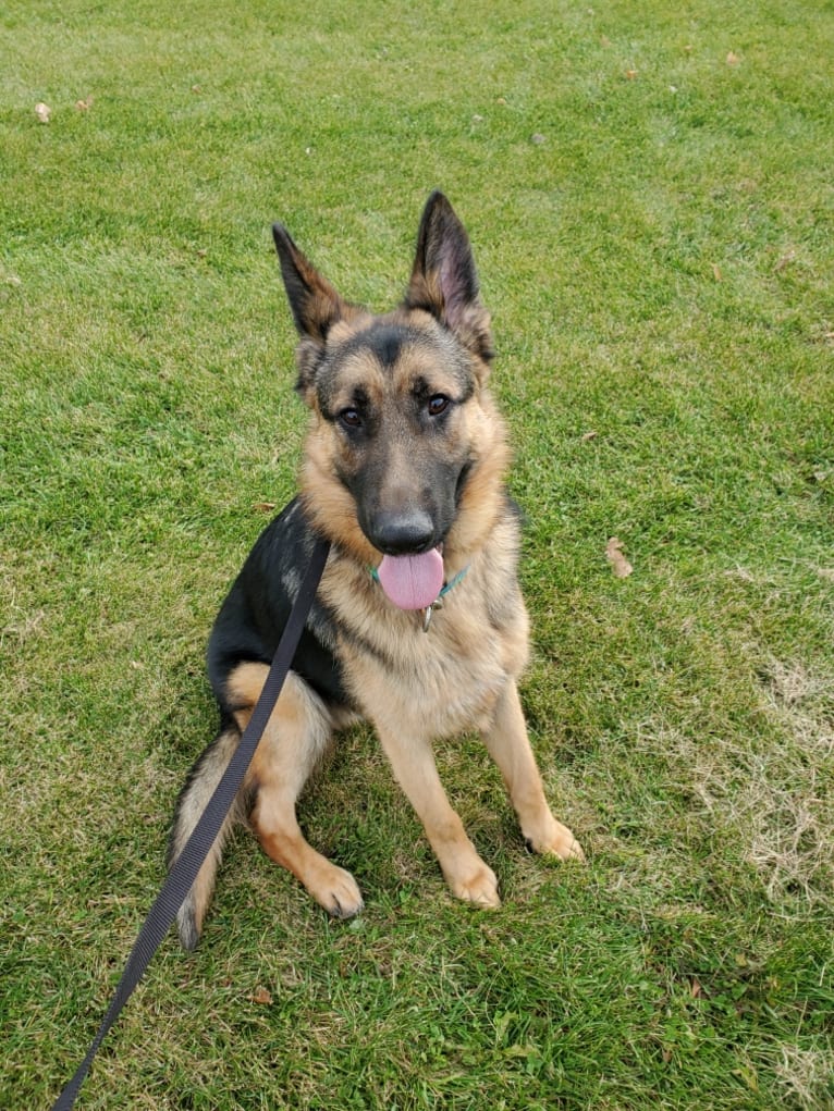 Apollo Lynch, a German Shepherd Dog tested with EmbarkVet.com