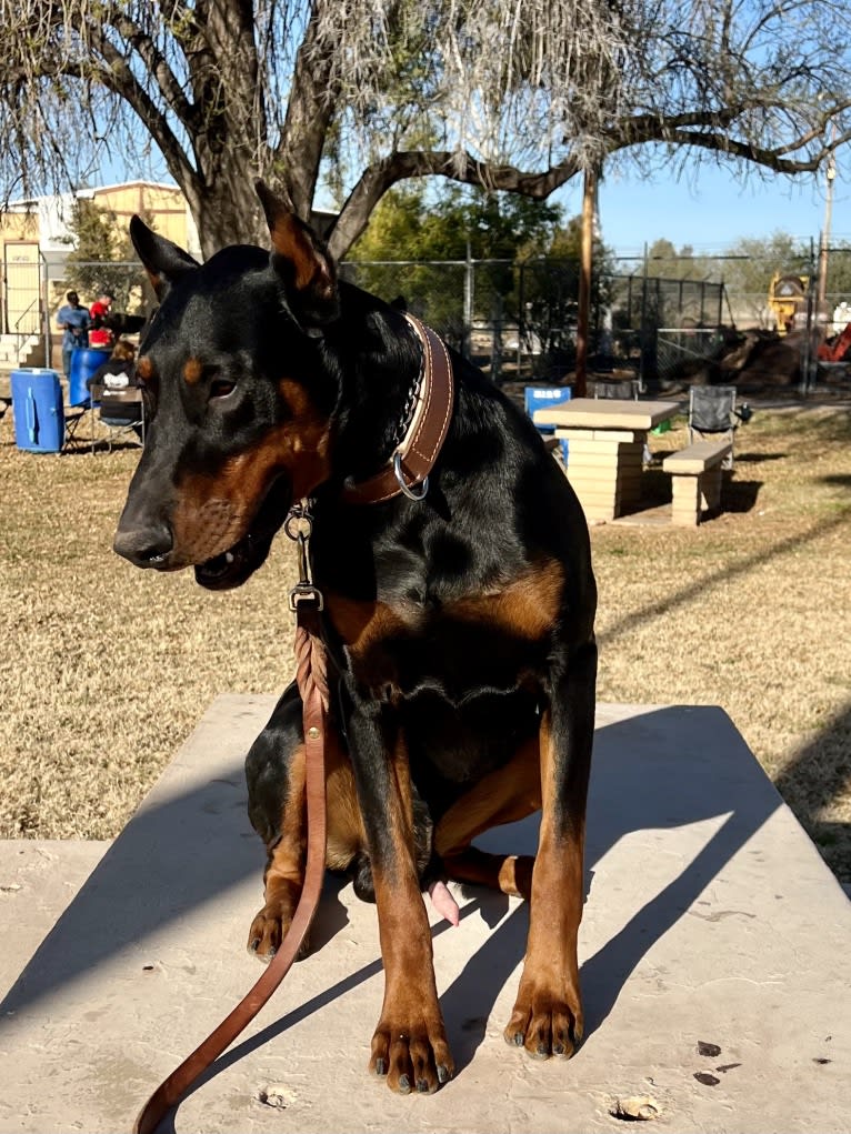 Mowgli, a Doberman Pinscher tested with EmbarkVet.com