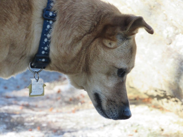 Tai, a Formosan Mountain Dog and Akita mix tested with EmbarkVet.com