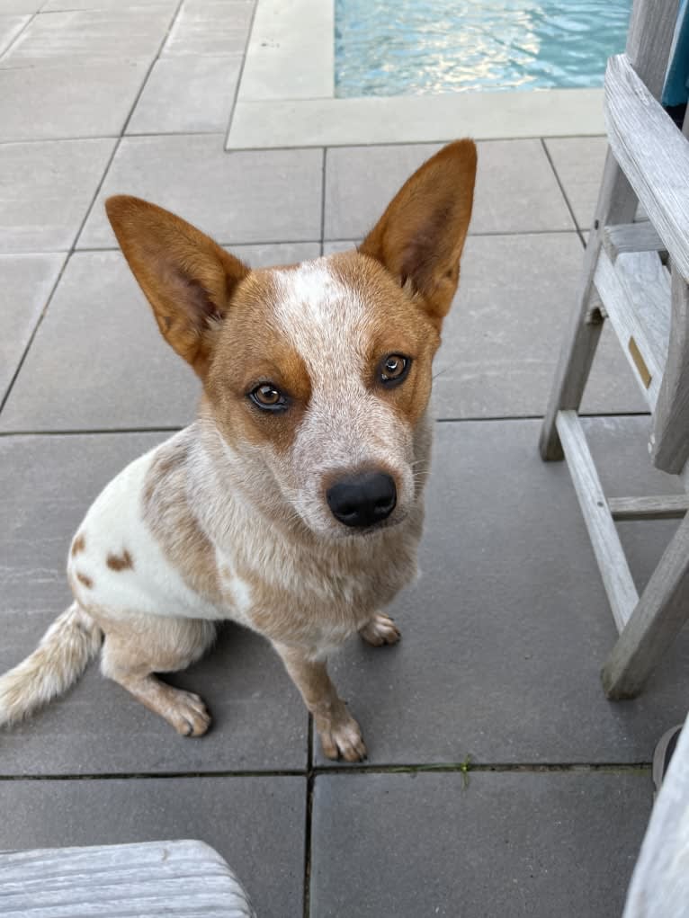 Winnie, an Australian Cattle Dog tested with EmbarkVet.com