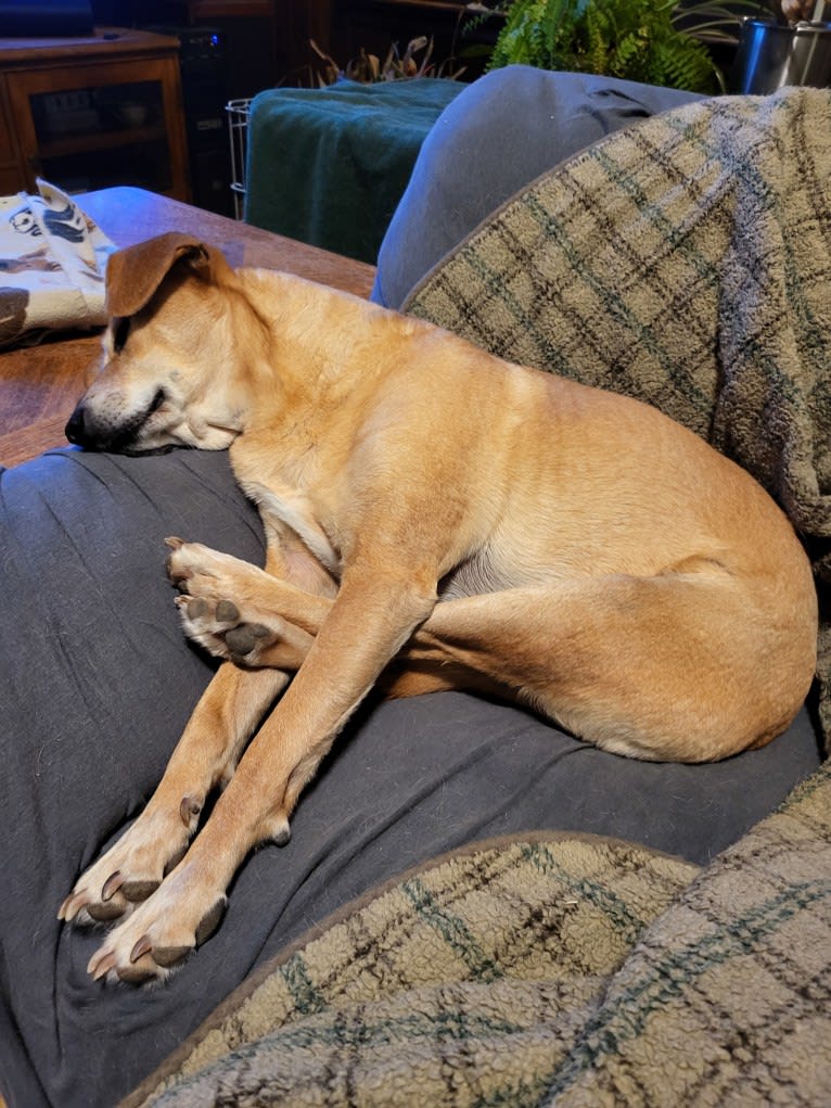 Alfred, a Beagle and American Pit Bull Terrier mix tested with EmbarkVet.com