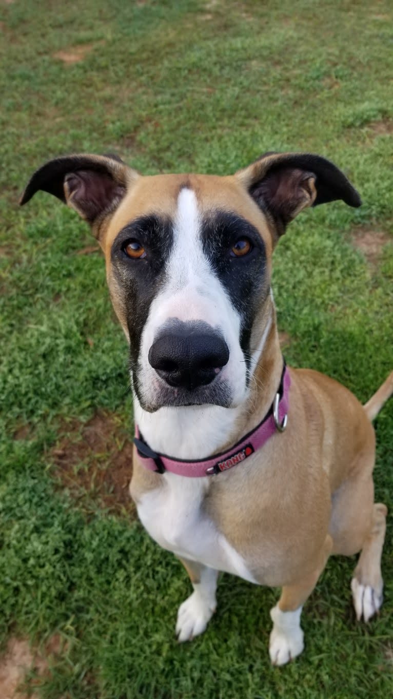 Rizzo, a Great Dane and German Shepherd Dog mix tested with EmbarkVet.com
