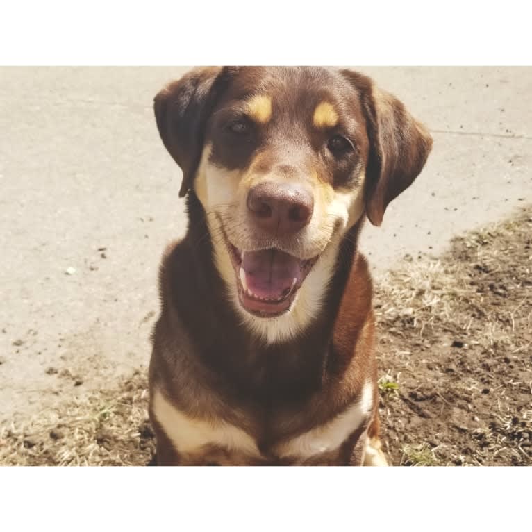 Kuemper, a Labrador Retriever and Golden Retriever mix tested with EmbarkVet.com