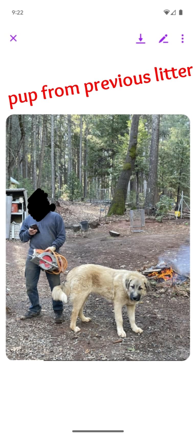 Duke, a Great Pyrenees and Anatolian Shepherd Dog mix tested with EmbarkVet.com