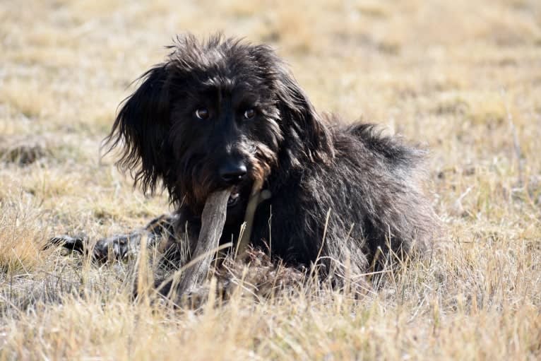 Bella, a Poodle (Standard) and Rhodesian Ridgeback mix tested with EmbarkVet.com