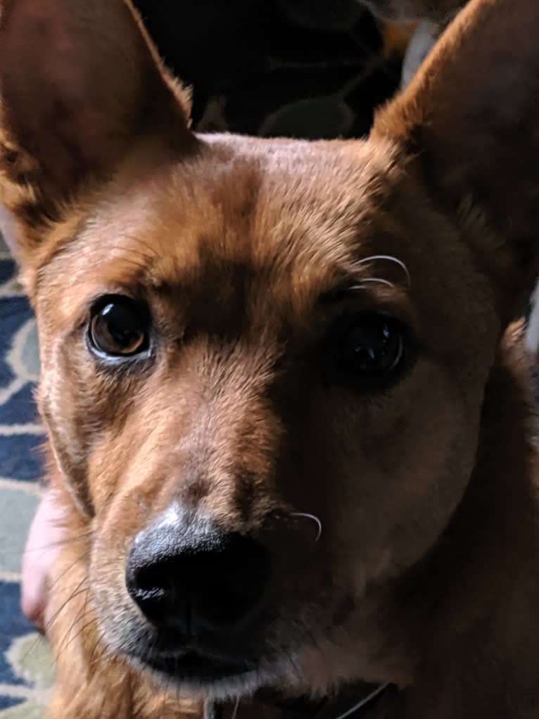 Fox, an Australian Cattle Dog and Pomeranian mix tested with EmbarkVet.com