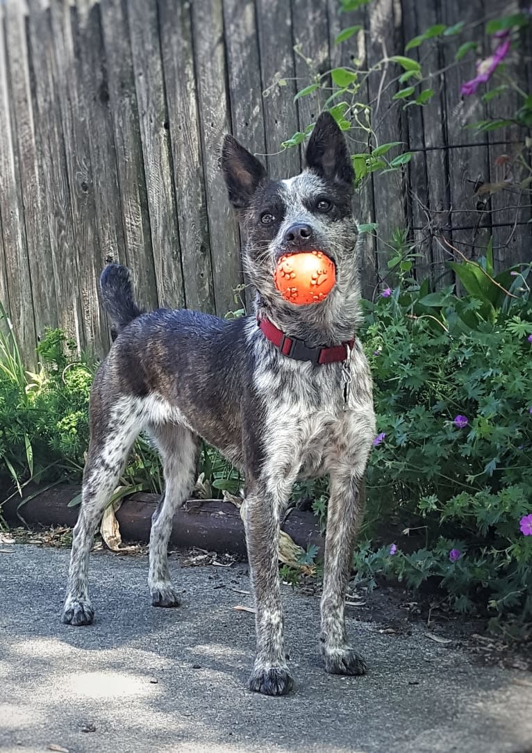 Banshee Boo, an Australian Cattle Dog and American Pit Bull Terrier mix tested with EmbarkVet.com