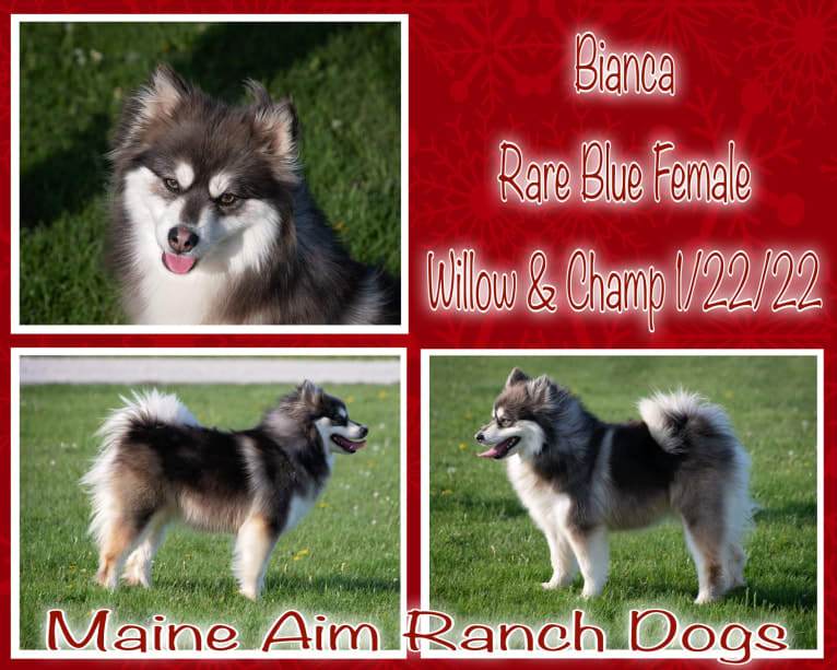 Bianca, a Pomsky tested with EmbarkVet.com