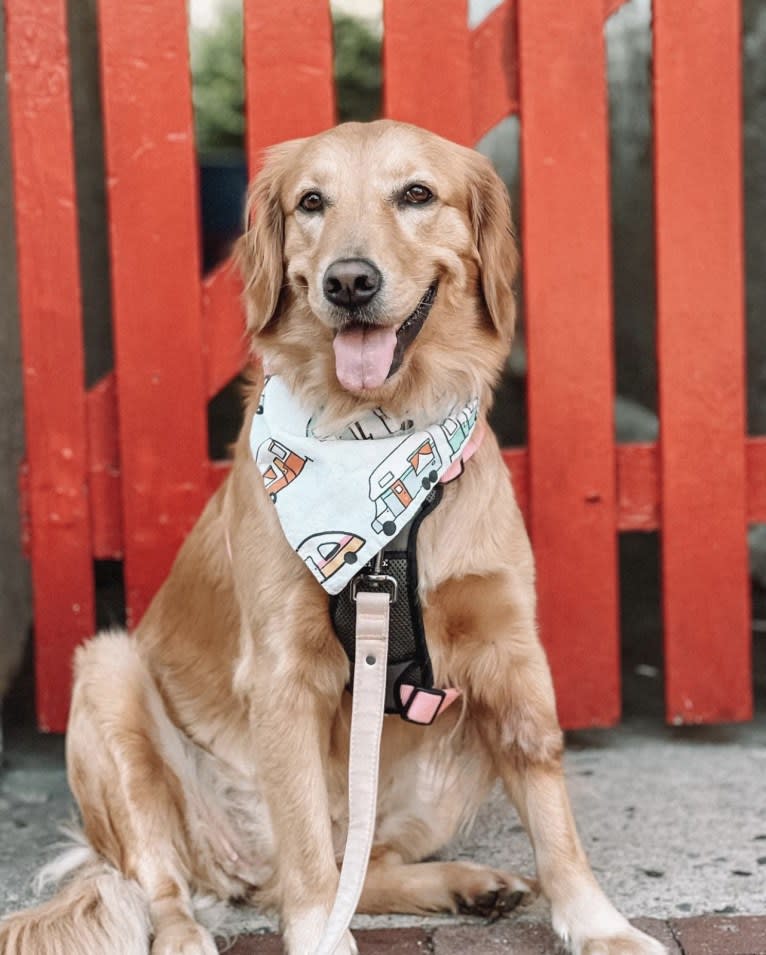 Marley, a Golden Retriever tested with EmbarkVet.com