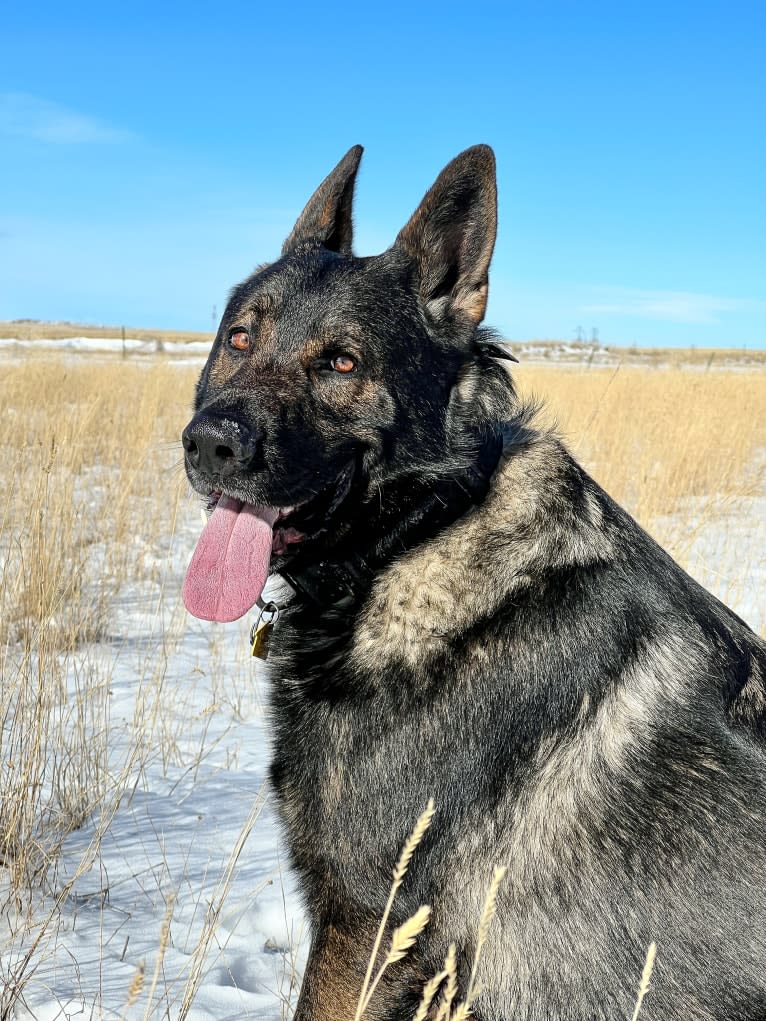 Booth vom Wahrsten, a German Shepherd Dog tested with EmbarkVet.com