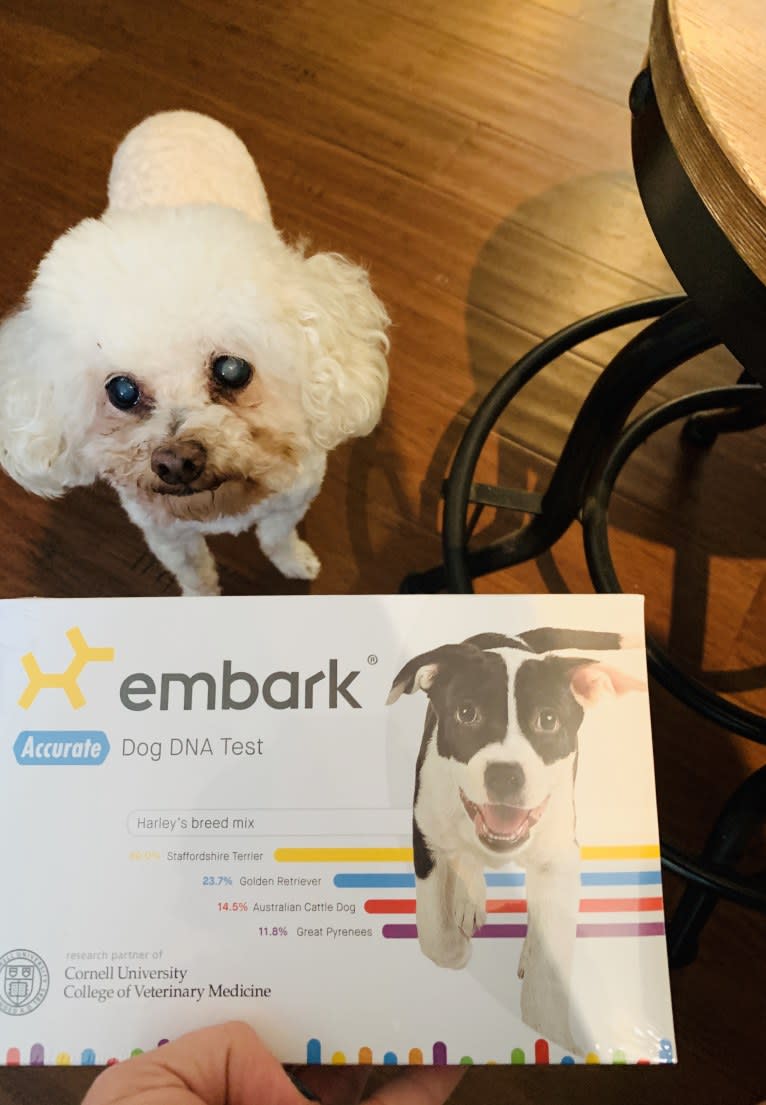 Little, a Poodle (Small) tested with EmbarkVet.com