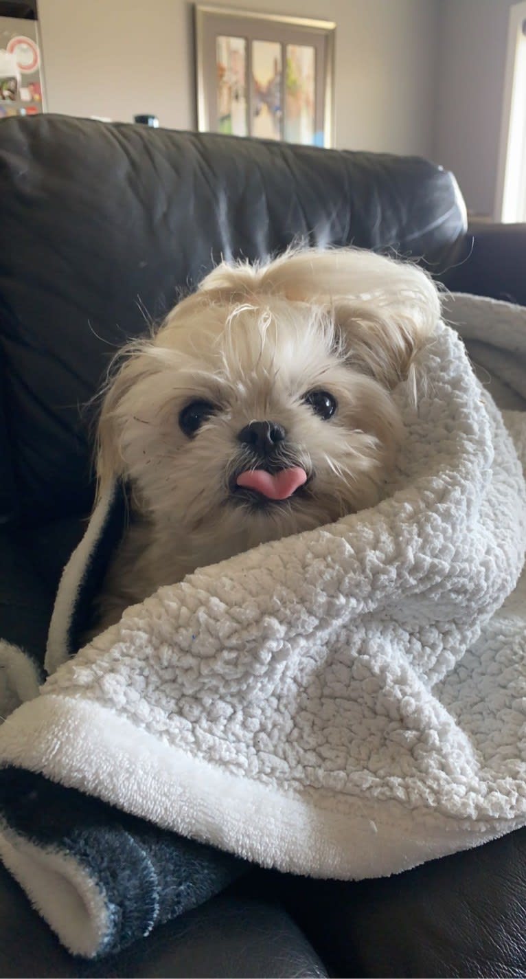 Aria, a Maltese and Pekingese mix tested with EmbarkVet.com