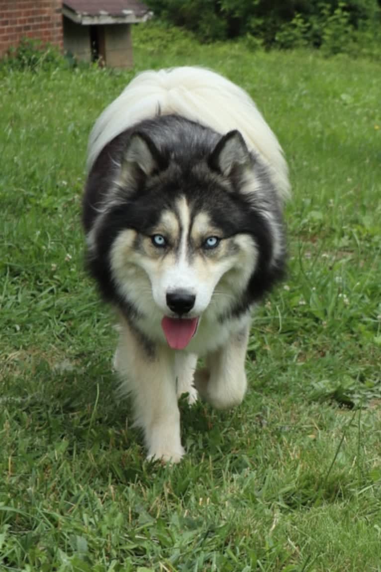 Iroh, a Siberian Husky tested with EmbarkVet.com