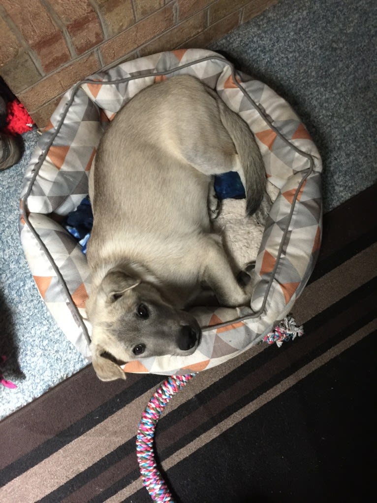 Acrux a dog tested with EmbarkVet.com