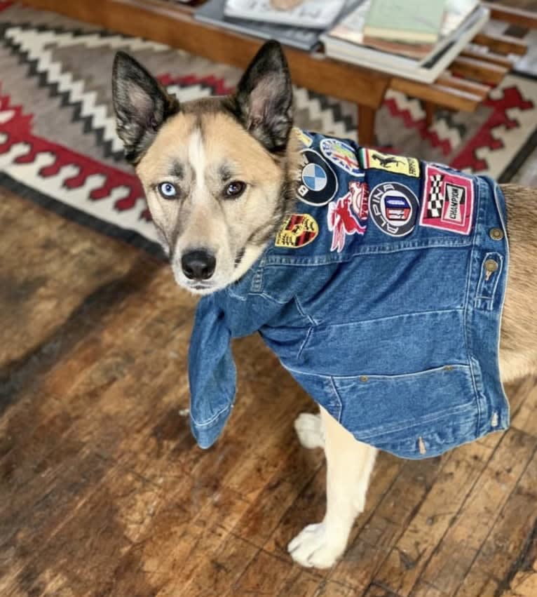 Charlie Wyatt, a Siberian Husky and Australian Cattle Dog mix tested with EmbarkVet.com